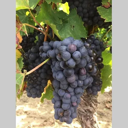 Wohlfuehlen Im Rheinhessischen Backsteinhaus *