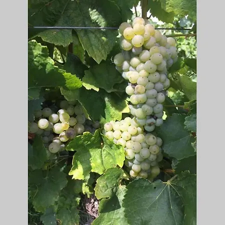 Wohlfuehlen Im Rheinhessischen Backsteinhaus Armsheim
