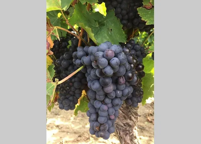 Wohlfuehlen Im Rheinhessischen Backsteinhaus *