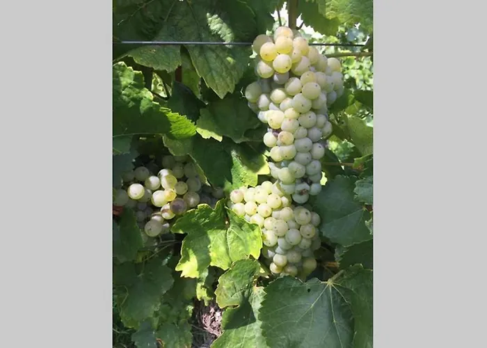Wohlfuehlen Im Rheinhessischen Backsteinhaus Armsheim